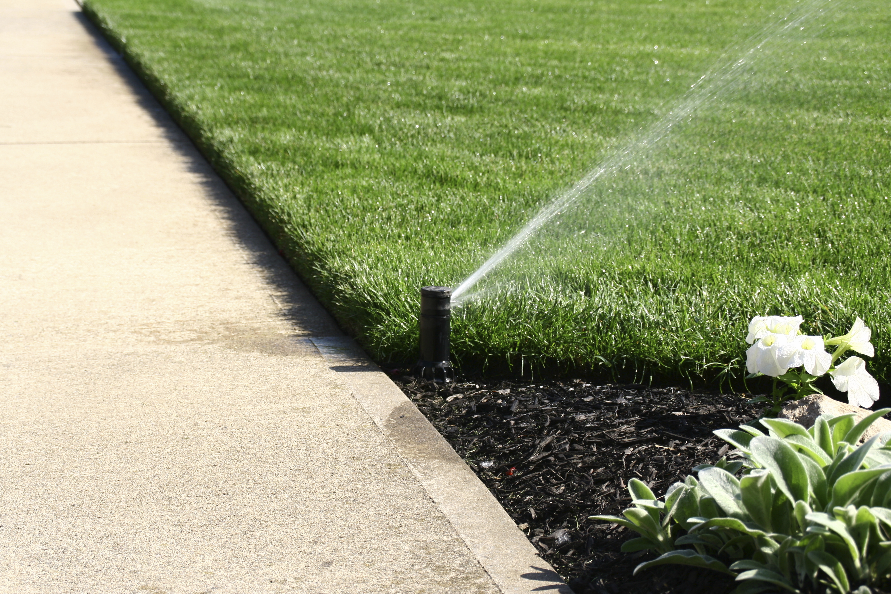 A sprinkler shots water onto a garden and lawn