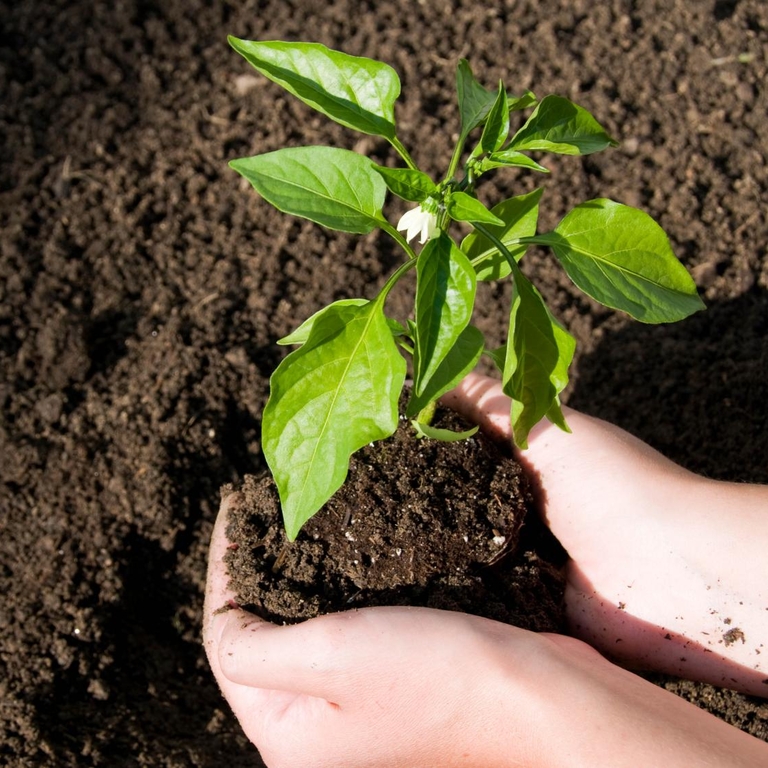 plant in hands