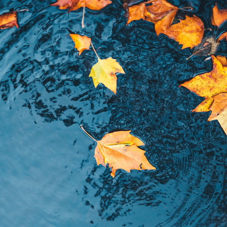 fall leaves in water