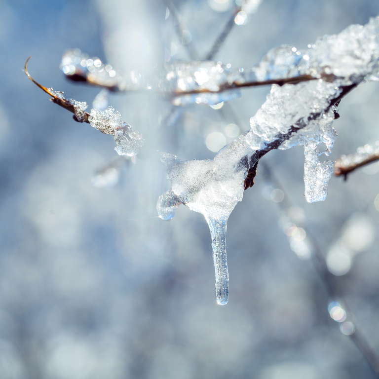 icicles on tree branch