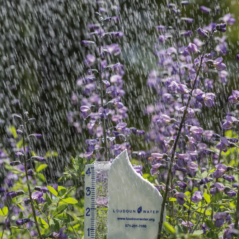 rain gauge