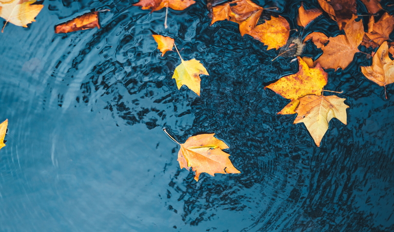 fall leaves in water