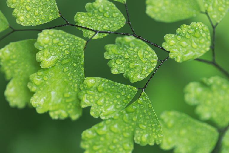 green clover leaves