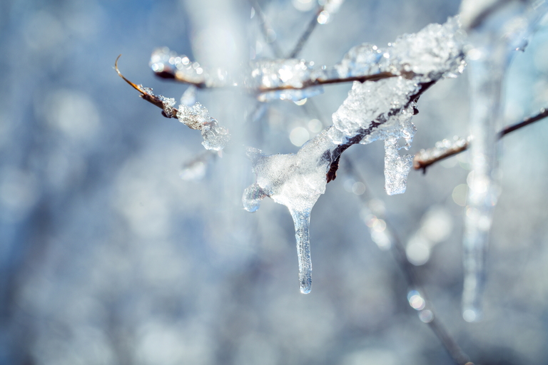 icicles on tree branch