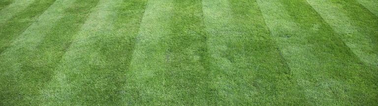 grass field